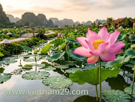 Tìm hiểu văn hóa Việt nam