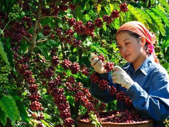 Cây cafe chăm sóc và thu hoạch