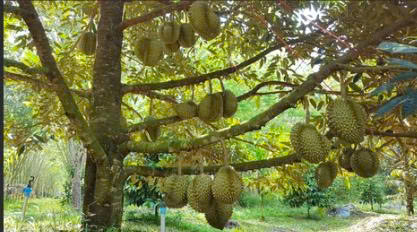 Cây sầu riêng chăm sóc thu hoạch