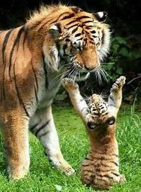 Truyền Hình Việt Nam